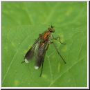 Poecilobothrus nobilitatus - Langbeinfliege m05.jpg